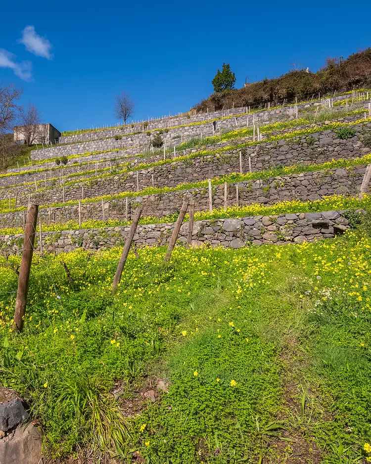 Quinta da Serra - Câmara de Lobos, Portugal | Good Travel