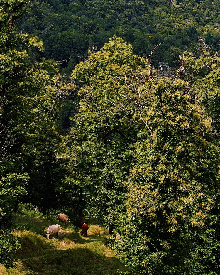 Casa Santo Stefano - Miglieglia, Switzerland | Good Travel