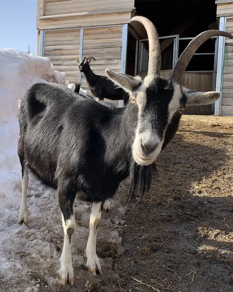Acla Muragl - Pontresina, Switzerland | Good Travel