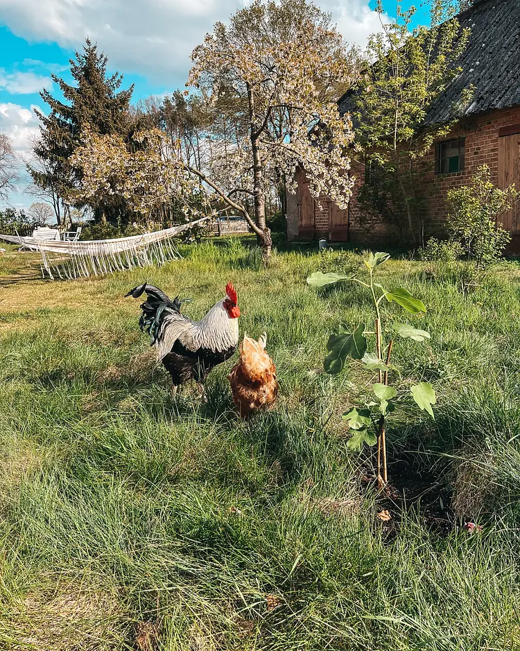 Alte Schule Brandenburg - Sechzehneichen, Deutschland | Good Travel