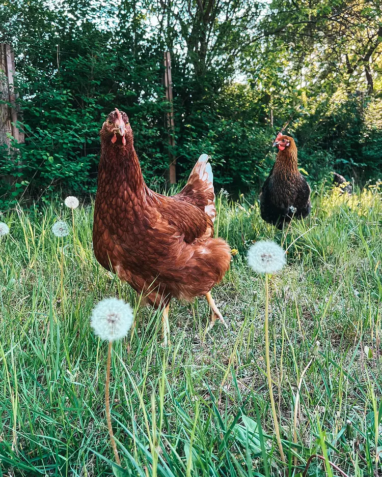 Alte Schule Brandenburg - Sechzehneichen, Deutschland | Good Travel