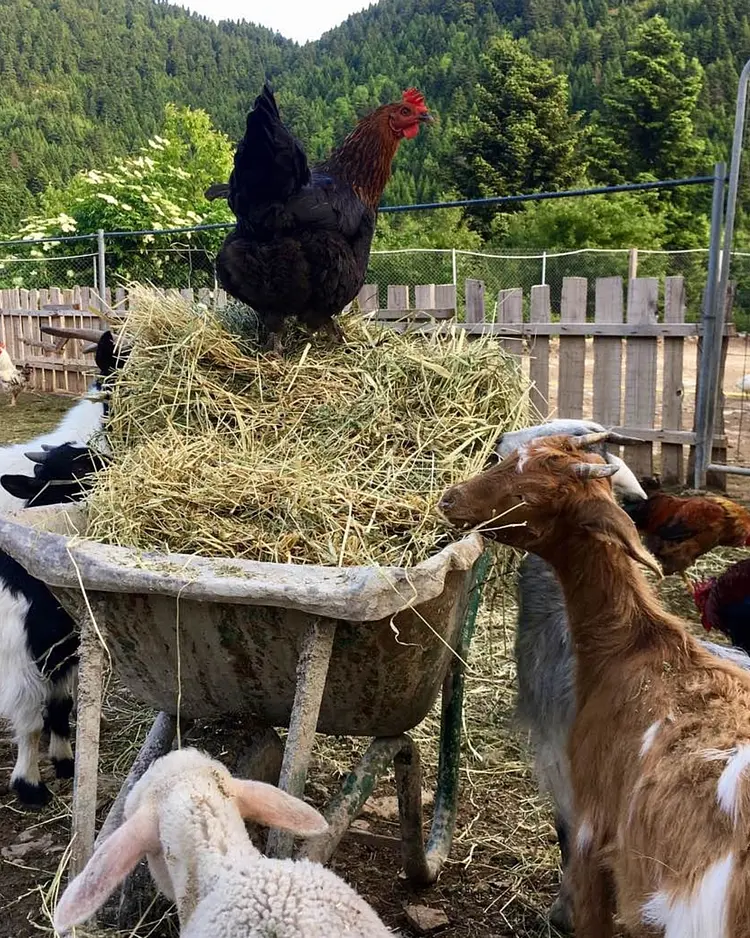 Montanema Handmade Village - Mouzaki, Greece | Good Travel
