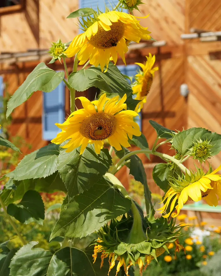 Casa Viva - Costermano sul Garda, Italien | Good Travel