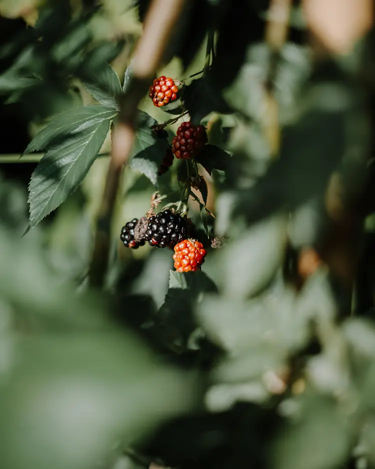 Schwarzschmied - Lana bei Meran, Italien | Good Travel