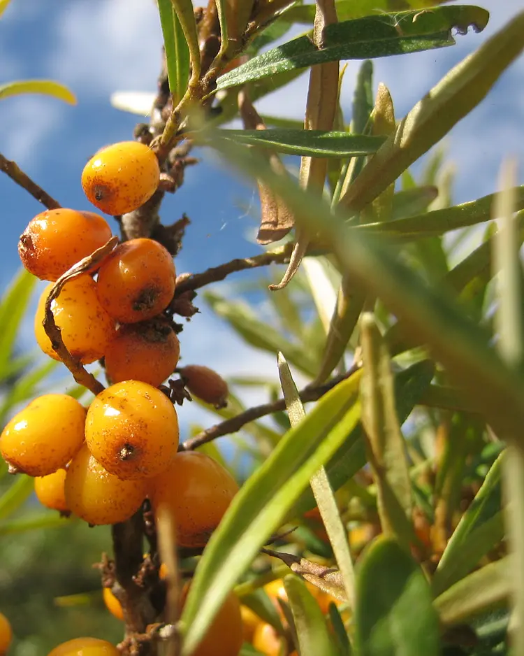 Apfelgarten Usedom - Reetzow, Deutschland | Good Travel