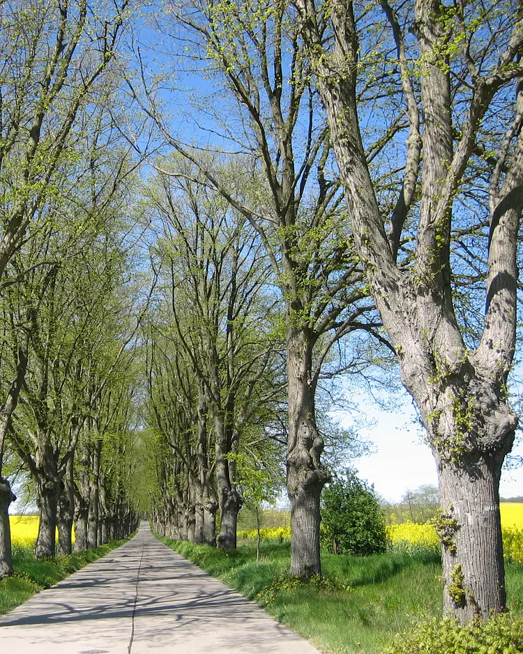 Apfelgarten Usedom - Reetzow, Germany | Good Travel