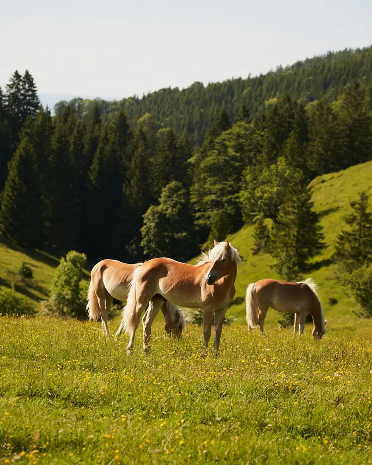 STUBN - Frasdorf, Deutschland | Good Travel