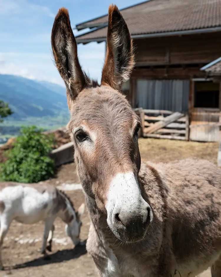 Taxhof - Bruck a/d Glstr., Österreich | Good Travel