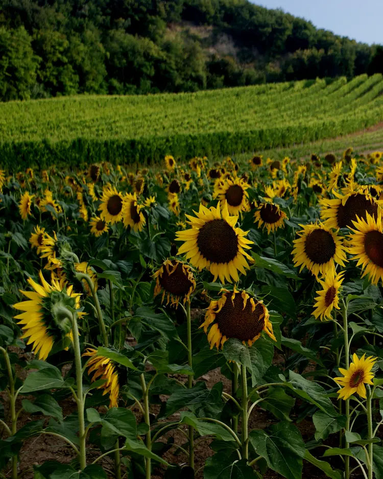 Poggio delle Querce - Arcevia, Italien | Good Travel