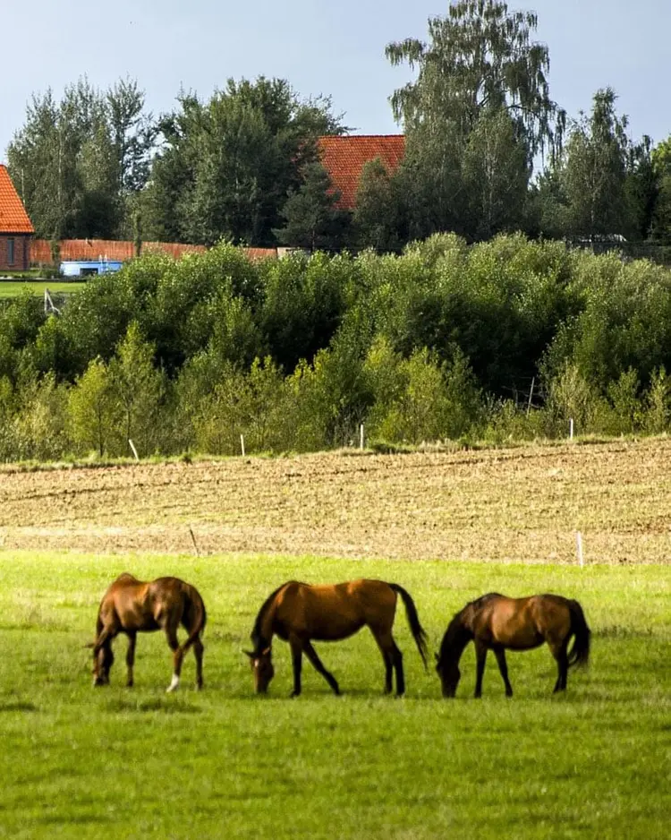 Rojst - Bartoszyce, Poland | Good Travel