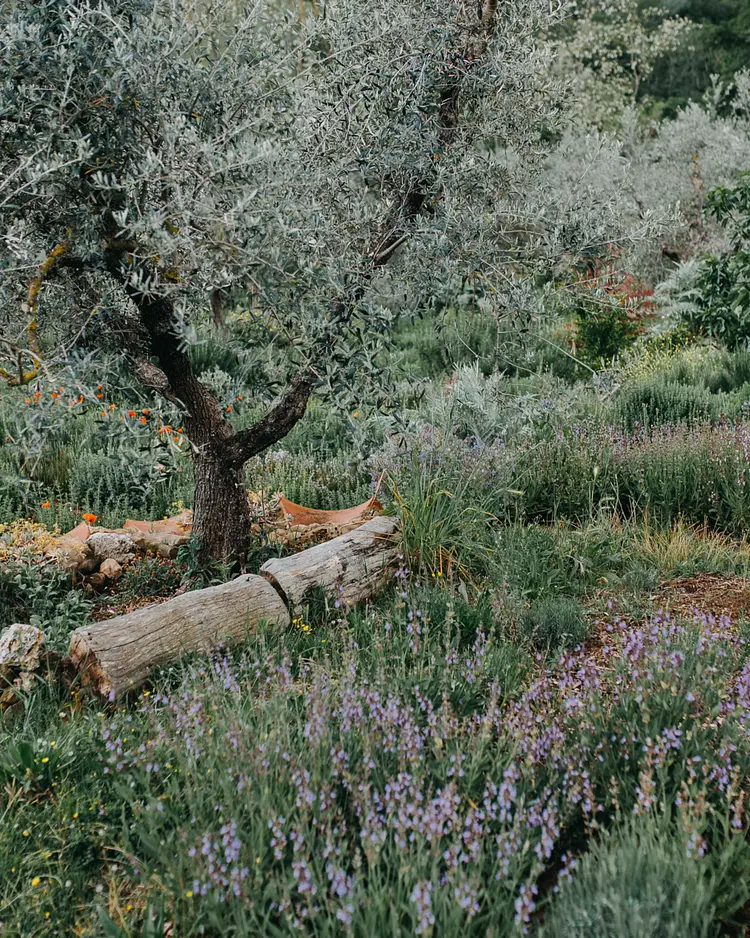 Vegan Agrivilla I Pini - San Gimignano, Italien | Good Travel