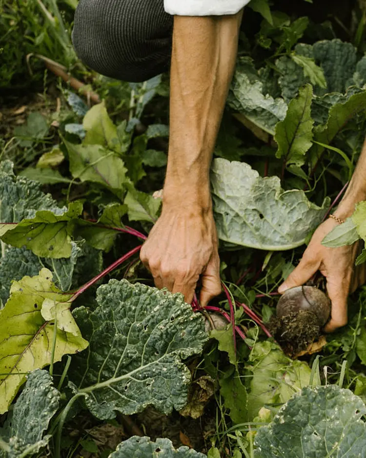 Vegan Agrivilla I Pini - San Gimignano, Italien | Good Travel