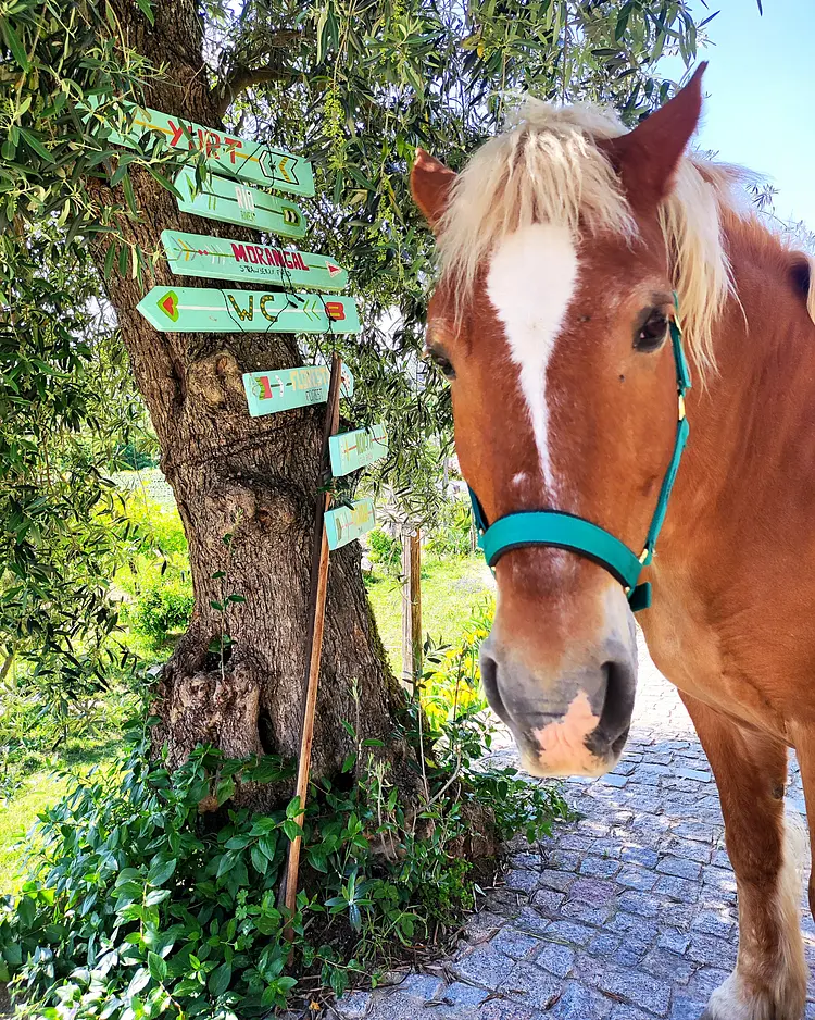 Verde Água - Souselo, Portugal | Good Travel