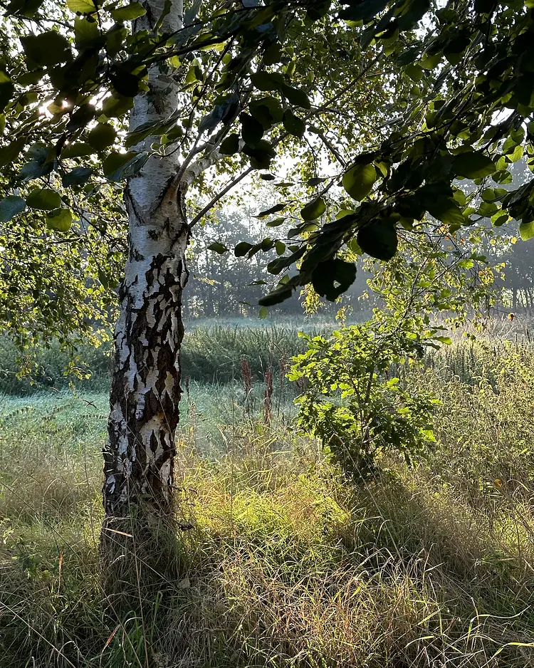 VV44 - Årre, Denmark | Good Travel