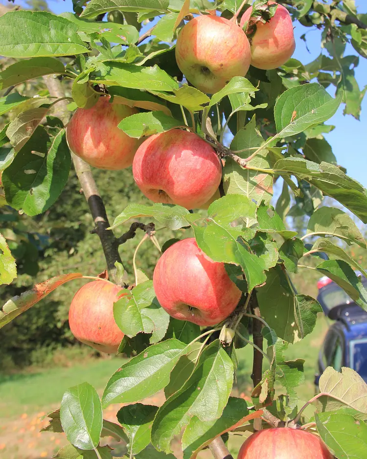 Apfelscheune - Malschwitz, Deutschland | Good Travel