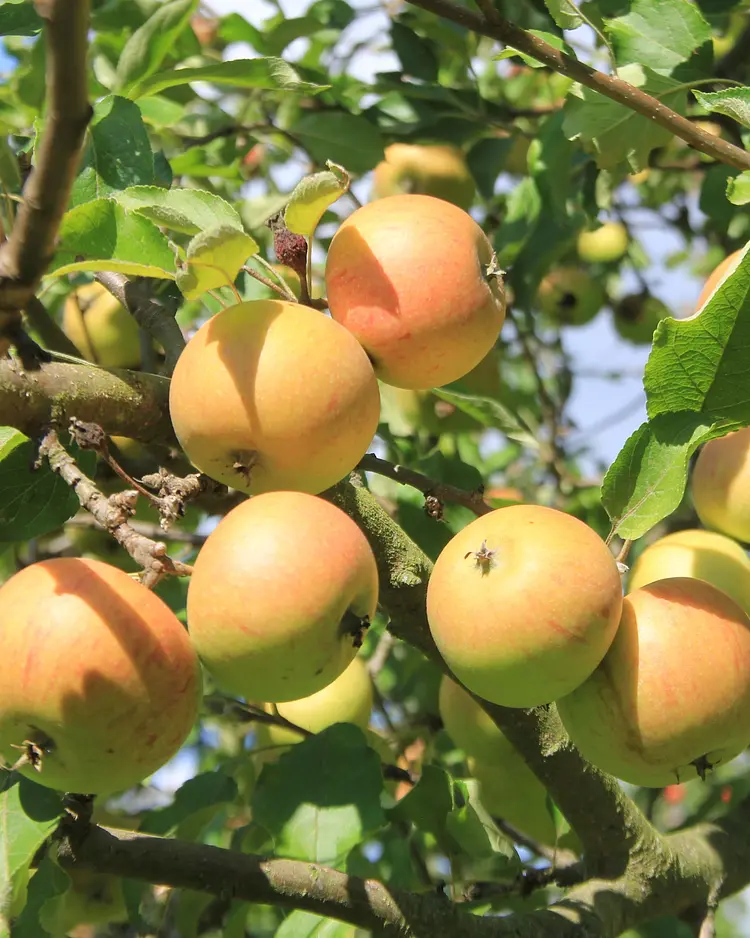 Apfelscheune - Malschwitz, Germany | Good Travel