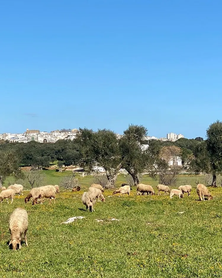 Trullo Grano di Puglia - Carovigno, Italien | Good Travel