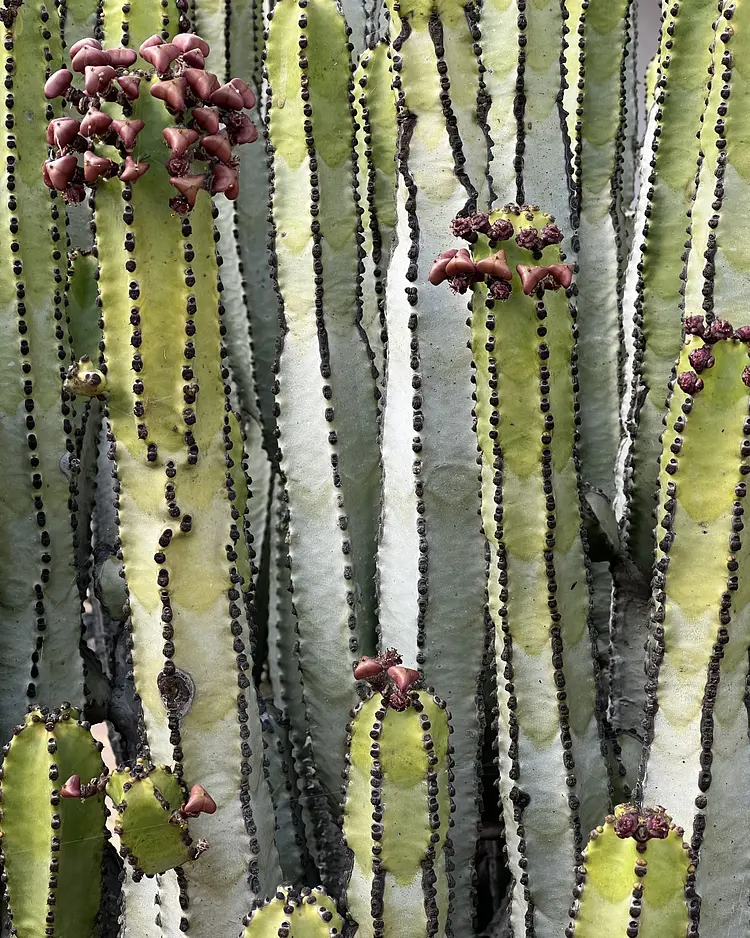 Finca Mimosa - Lanzarote, Spanien | Good Travel