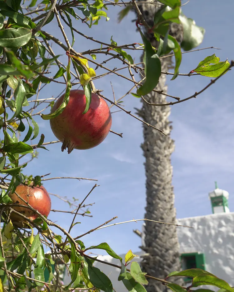 Casa Alegria - Lanzarote, Spanien | Good Travel
