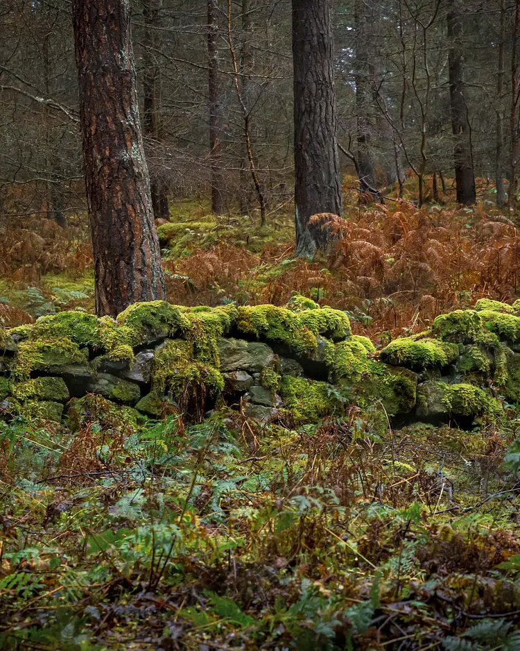 Brucefield Estate - Forestmill, Great Britain | Good Travel