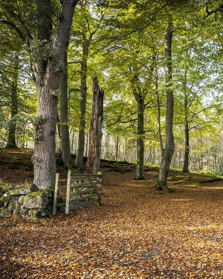 Brucefield Estate - Forestmill, Great Britain | Good Travel