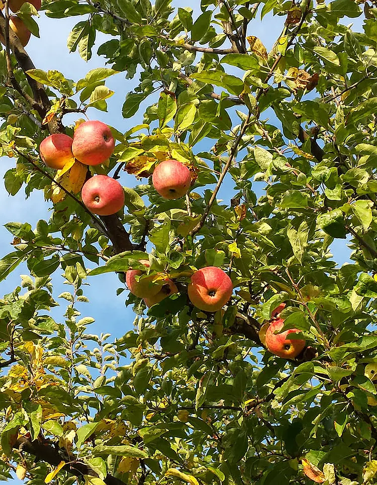 Wurzenberg - Leutschach an der Weinstraße, Österreich | Good Travel