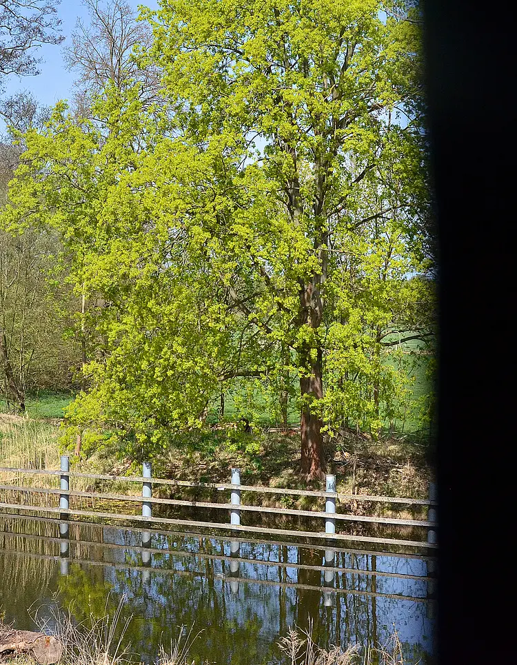 Gasthaus An Den Wiesen - Wandlitz, Deutschland | Good Travel