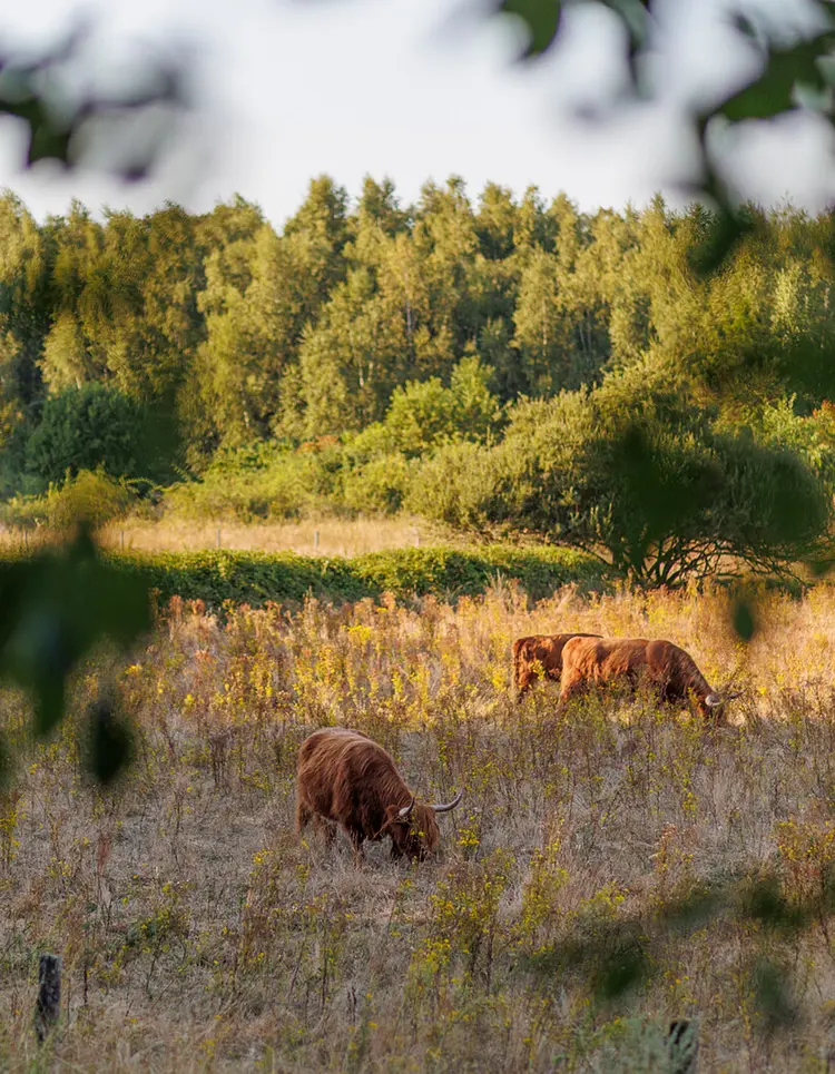 HUTTOPIA De Meinweg - Herkenbosch, Netherlands | Good Travel