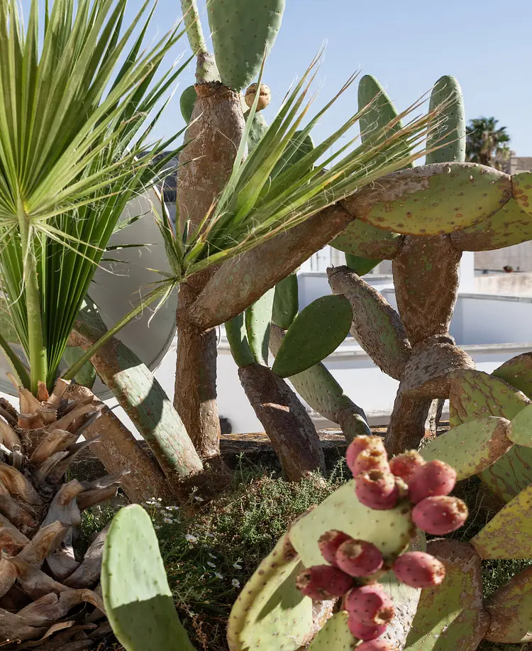 Nardòsalento - Nardò, Italien | Good Travel