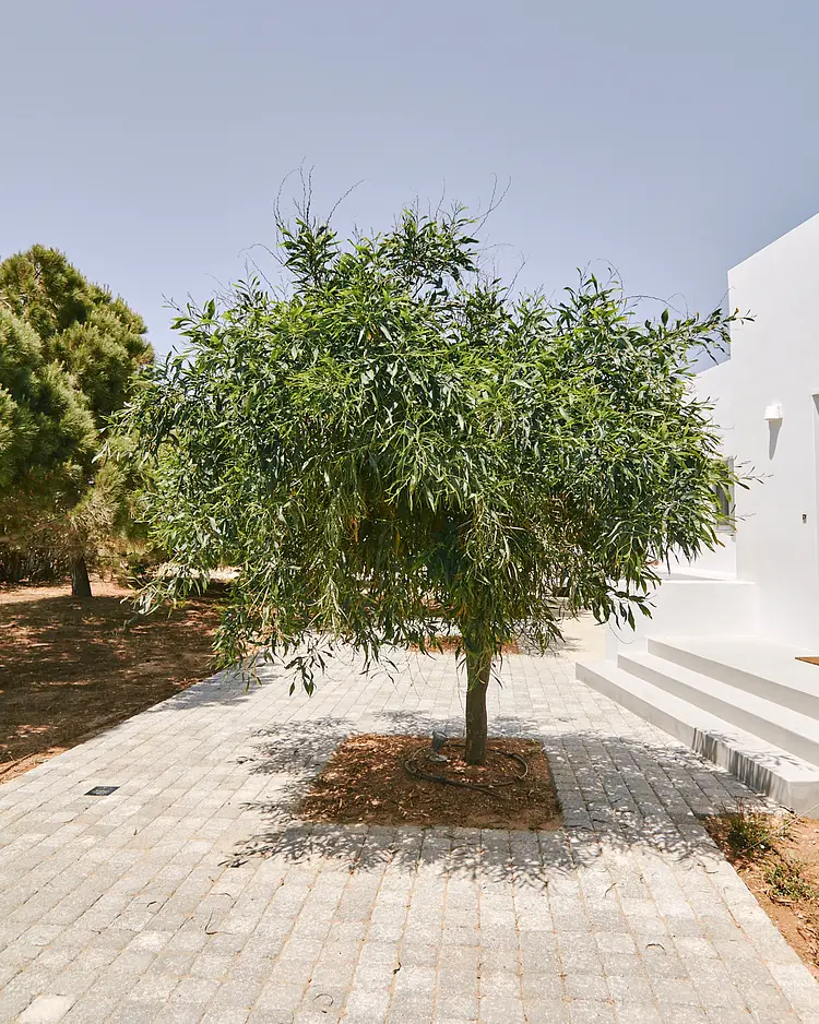 Aurora Viu Villa - Paros, Greece | Good Travel
