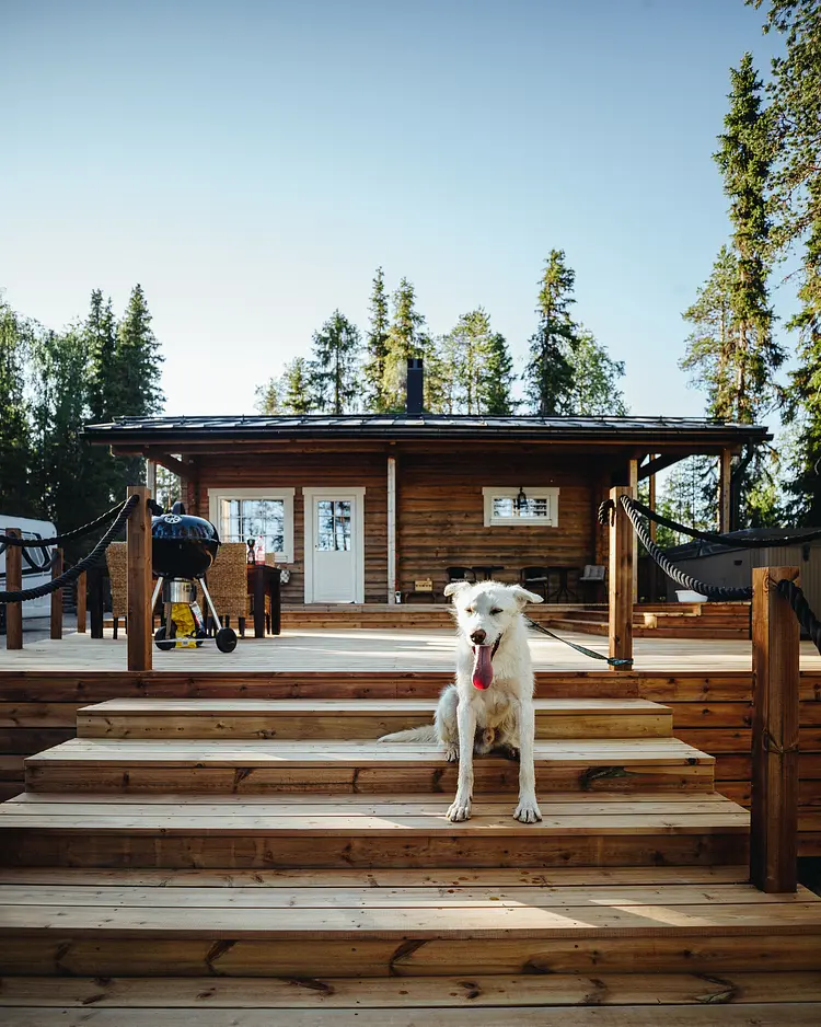 Bearhill Husky - Rovaniemi, Finland | Good Travel