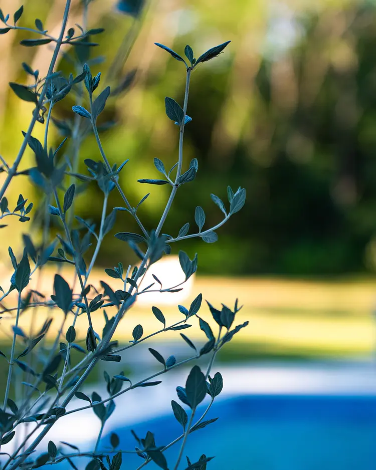 Villa Stepančić - Labin, Kroatien | Good Travel