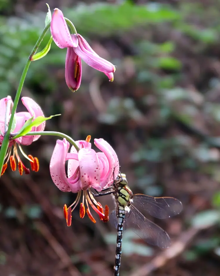 Berghüs am Grünten - Sonthofen, Deutschland | Good Travel