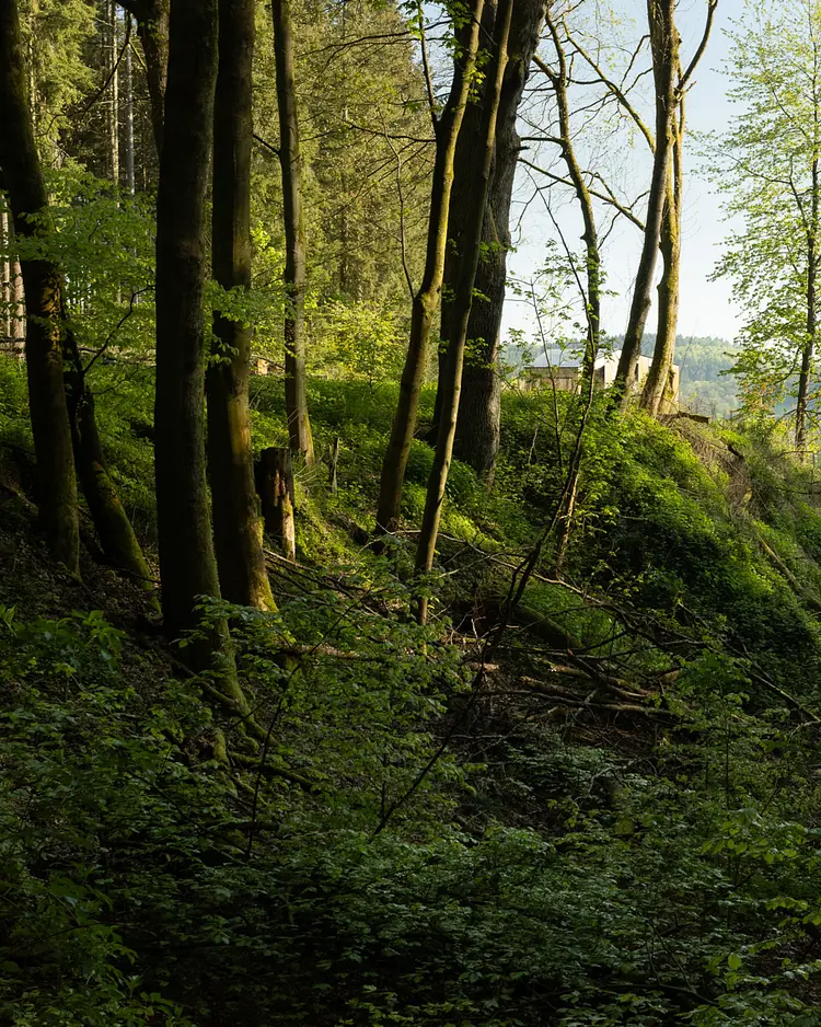 Baumhausapartment - Breuberg, Deutschland | Good Travel