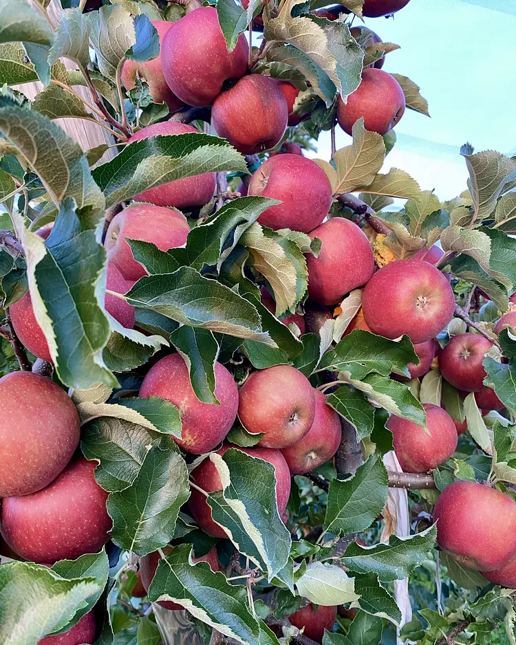 BLICKinsGRÜN - Friedrichshafen, Germany | Good Travel