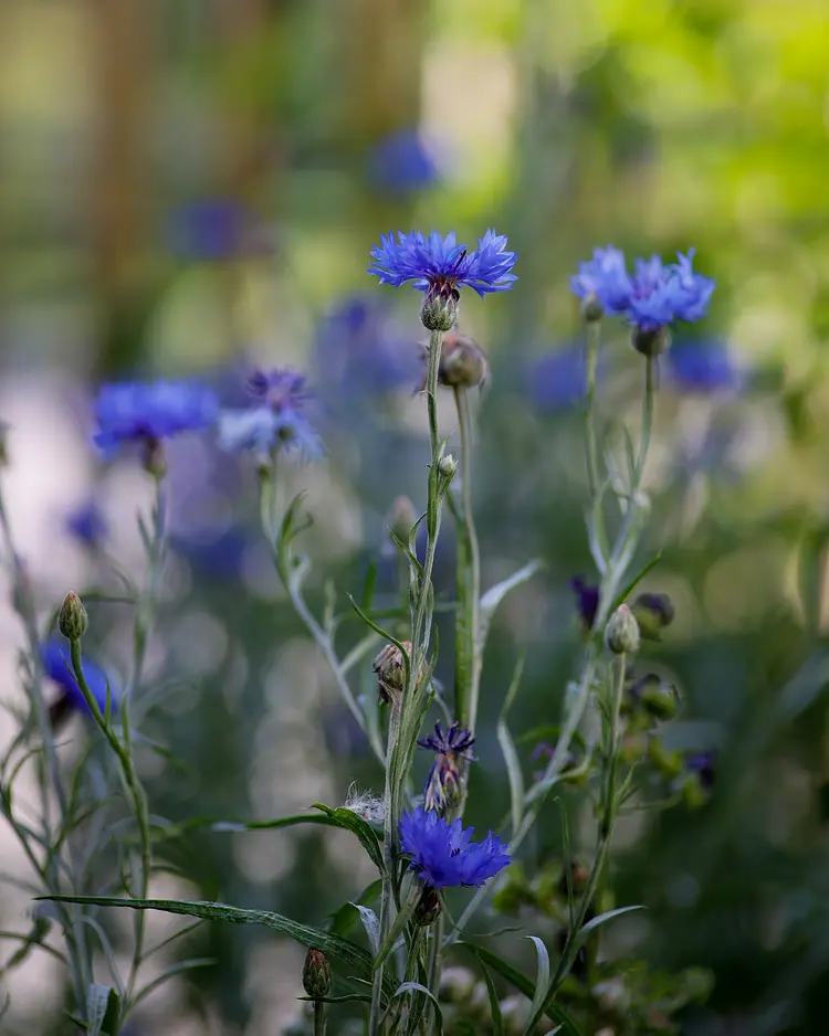 Bollwerk - Bonndorf im Schwarzwald, Germany | Good Travel