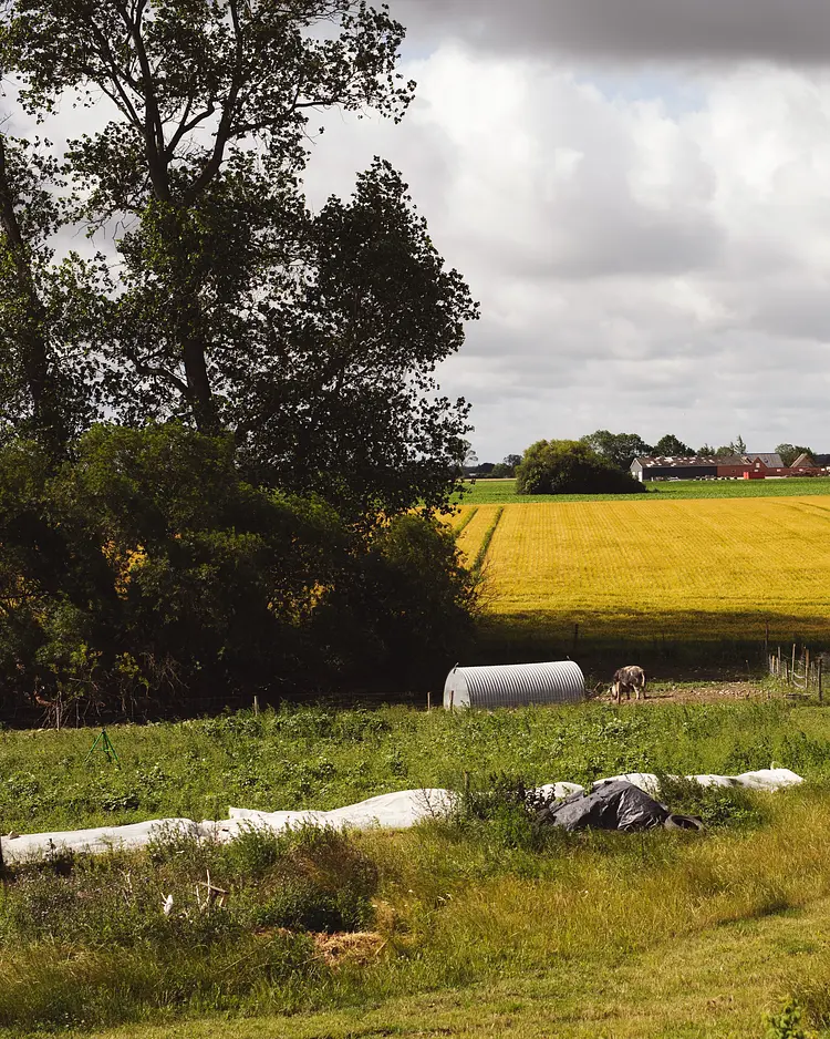 Dambækgaard - Hårlev, Dänemark | Good Travel